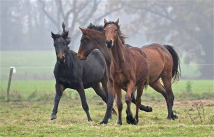 Why is my horse flicking his head?