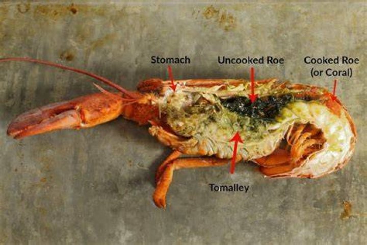 Why is my raw lobster meat Green?