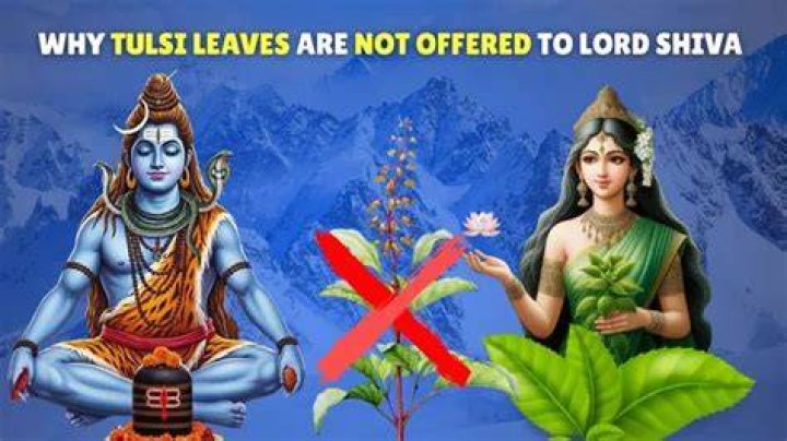Why is Tulsi not offered to Shiva?