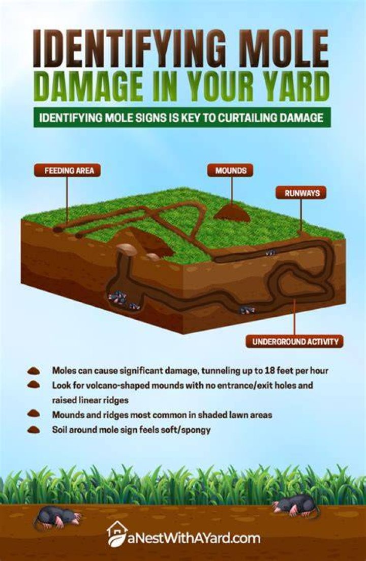 Will moles eventually leave my yard?
